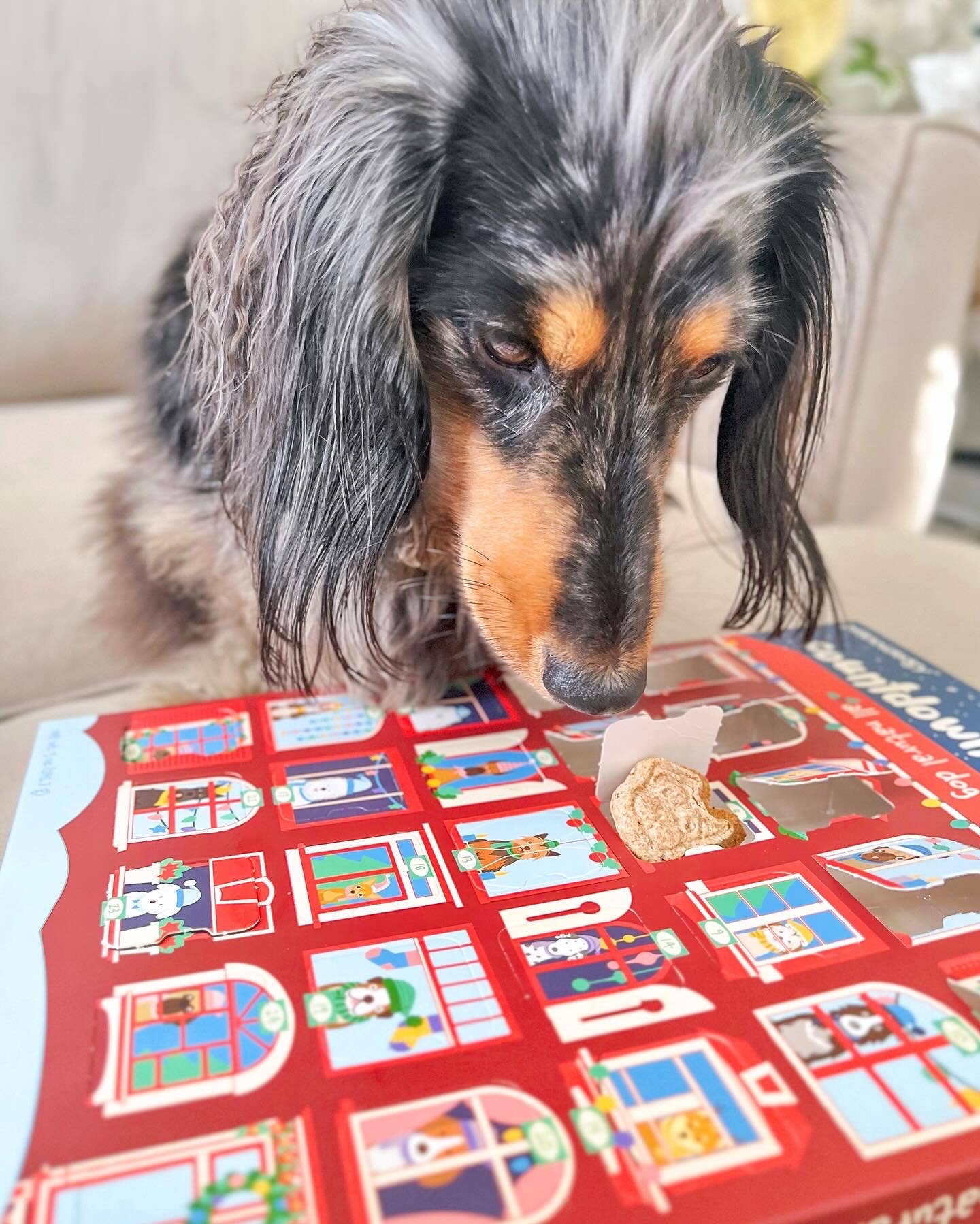 Spunky Pup Advent Calendar - 25 Days of Dog Treats-The Cake Boutique